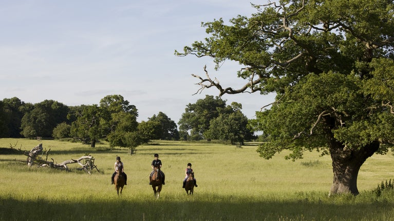Three horse riders travel over grassland with a dense tree-line behind them and a large oak tree to their left.